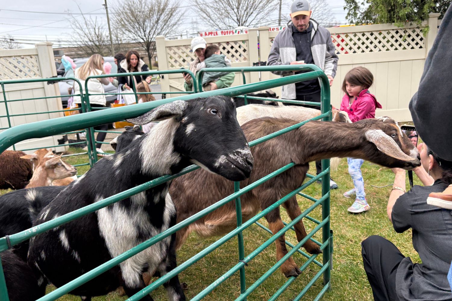 Two goats are visible in the petting zoo.